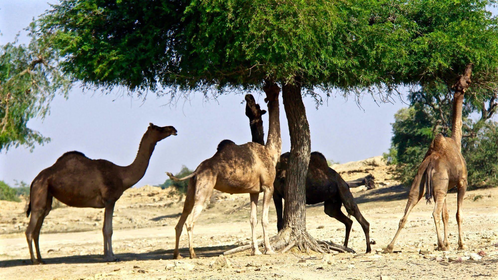 Damodra Desert Camp Jaisalmer Zewnętrze zdjęcie